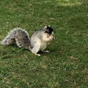 Meet your Posher, Albert